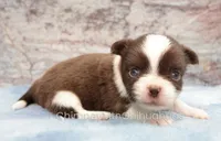 AKC TOM, a male Chihuahua for sale in Muskogee, OK – 5 of 10