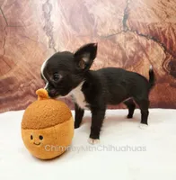AKC ISLA, a female Chihuahua for sale in Muskogee, OK – 6 of 10