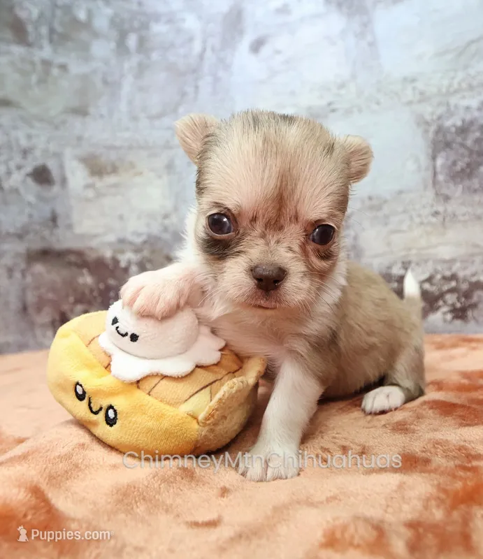 AKC IVY – Chihuahua puppy for sale in Muskogee, OK