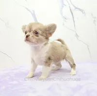 AKC IVY, a female Chihuahua for sale in Muskogee, OK – 2 of 10