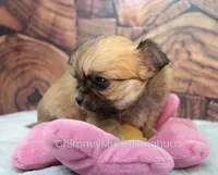 AKC VERITY, a female Chihuahua for sale in Muskogee, OK – Photo 1 of 10