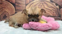 AKC VERITY, a female Chihuahua for sale in Muskogee, OK – Photo 7 of 10
