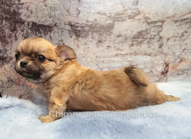 AKC VERITY – Chihuahua puppy for sale in Muskogee, OK