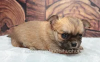 AKC VERITY, a female Chihuahua for sale in Muskogee, OK – Photo 6 of 10