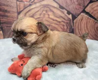 AKC VERITY, a female Chihuahua for sale in Muskogee, OK – Photo 8 of 10