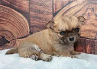 AKC VERITY, a female Chihuahua for sale in Muskogee, OK – Photo 3 of 10