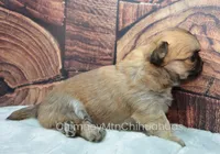 AKC VERITY, a female Chihuahua for sale in Muskogee, OK – Photo 4 of 10
