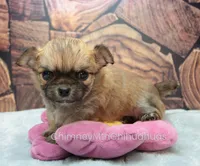 AKC VERITY, a female Chihuahua for sale in Muskogee, OK – Photo 2 of 10
