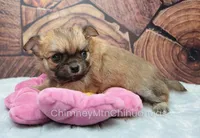 AKC VERITY, a female Chihuahua for sale in Muskogee, OK – Photo 5 of 10