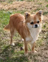 AKC VERITY, a female Chihuahua for sale in Muskogee, OK – Photo 10 of 10