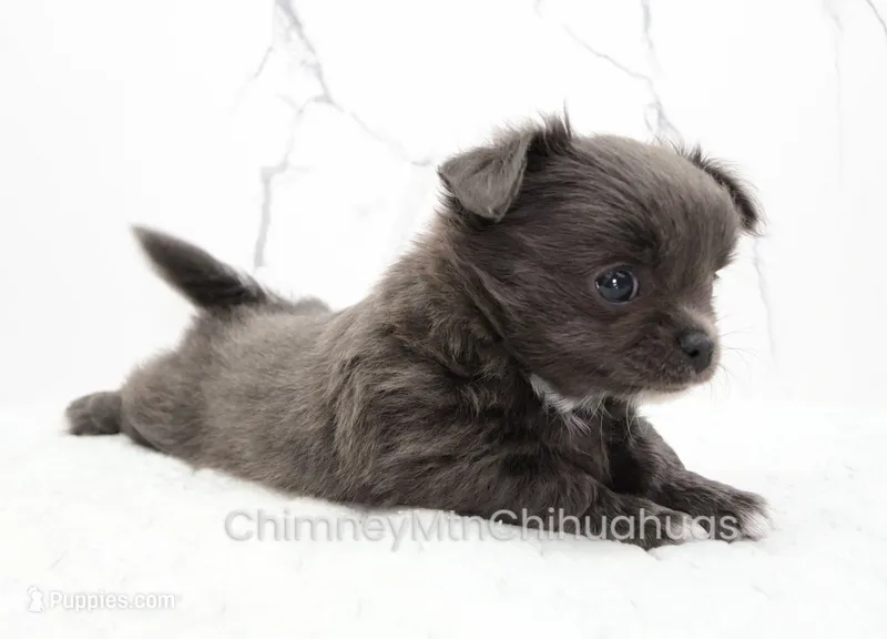 AKC ELWOOD – Chihuahua puppy on hold in Muskogee, OK