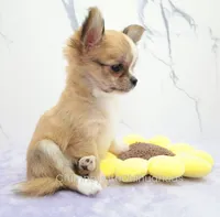 AKC PALOMA, a female Chihuahua for sale in Muskogee, OK – 6 of 10