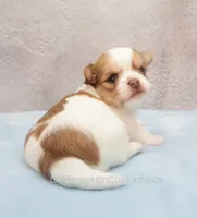 AKC ZUMA, a male Chihuahua for sale in Muskogee, OK – 5 of 10