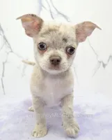 AKC RICO, a male Chihuahua for sale in Muskogee, OK – 4 of 10