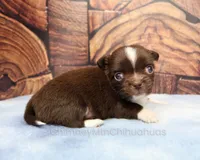 AKC CHARLOTTE, a female Chihuahua for sale in Muskogee, OK – 5 of 10
