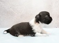 AKC ZAZU, a male Chihuahua for sale in Muskogee, OK – 4 of 10