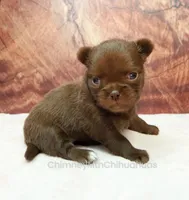 AKC MARGO, a female Chihuahua for sale in Muskogee, OK – 2 of 10