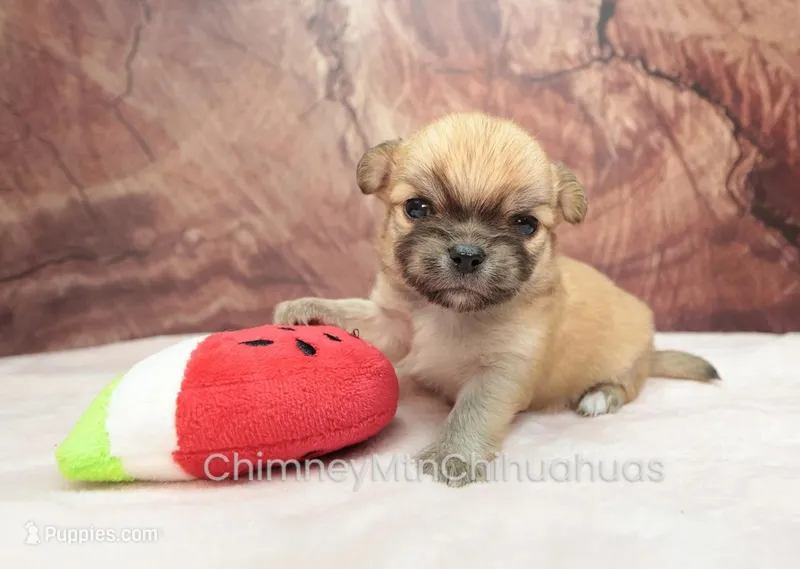 AKC PRIMA – Chihuahua puppy for sale in Muskogee, OK