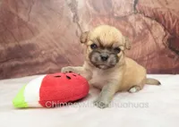 AKC PRIMA, a female Chihuahua for sale in Muskogee, OK – Photo 1 of 10