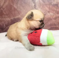 AKC PRIMA, a female Chihuahua for sale in Muskogee, OK – Photo 8 of 10