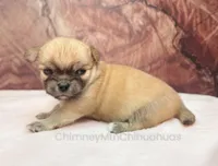 AKC PRIMA, a female Chihuahua for sale in Muskogee, OK – Photo 2 of 10