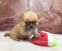 AKC PRIMA, a female Chihuahua for sale in Muskogee, OK – Photo 6 of 10