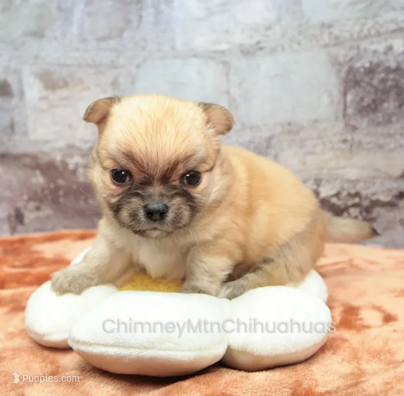 AKC PRIMA – Chihuahua puppy for sale in Muskogee, OK