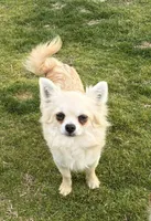 AKC PRIMA, a female Chihuahua for sale in Muskogee, OK – Photo 10 of 10