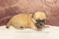 AKC PRIMA, a female Chihuahua for sale in Muskogee, OK – Photo 3 of 10