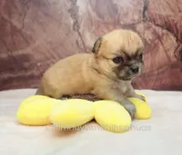 AKC PRIMA, a female Chihuahua for sale in Muskogee, OK – Photo 7 of 10