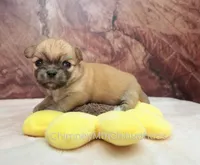 AKC PRIMA, a female Chihuahua for sale in Muskogee, OK – Photo 4 of 10