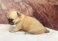 AKC PRIMA, a female Chihuahua for sale in Muskogee, OK – Photo 5 of 10