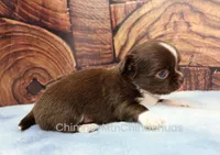 AKC CHARLOTTE, a female Chihuahua for sale in Muskogee, OK – 7 of 10