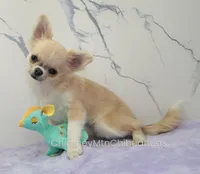 AKC FREIDA, a female Chihuahua for sale in Muskogee, OK – 3 of 10
