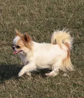AKC PRALINE, a female Chihuahua for sale in Muskogee, OK – 10 of 10