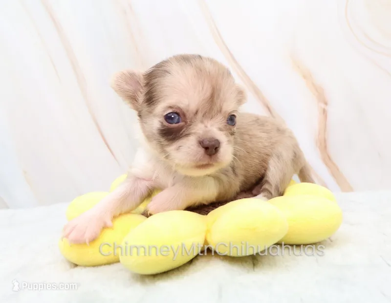 AKC IVY – Chihuahua puppy for sale in Muskogee, OK