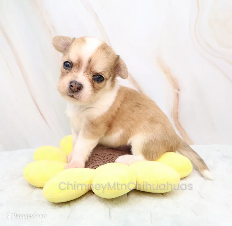 AKC IKE – Chihuahua puppy for sale in Muskogee, OK
