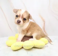AKC IKE, a male Chihuahua for sale in Muskogee, OK – 1 of 10