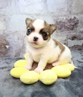 AKC PECAN, a male Chihuahua for sale in Muskogee, OK – 8 of 10