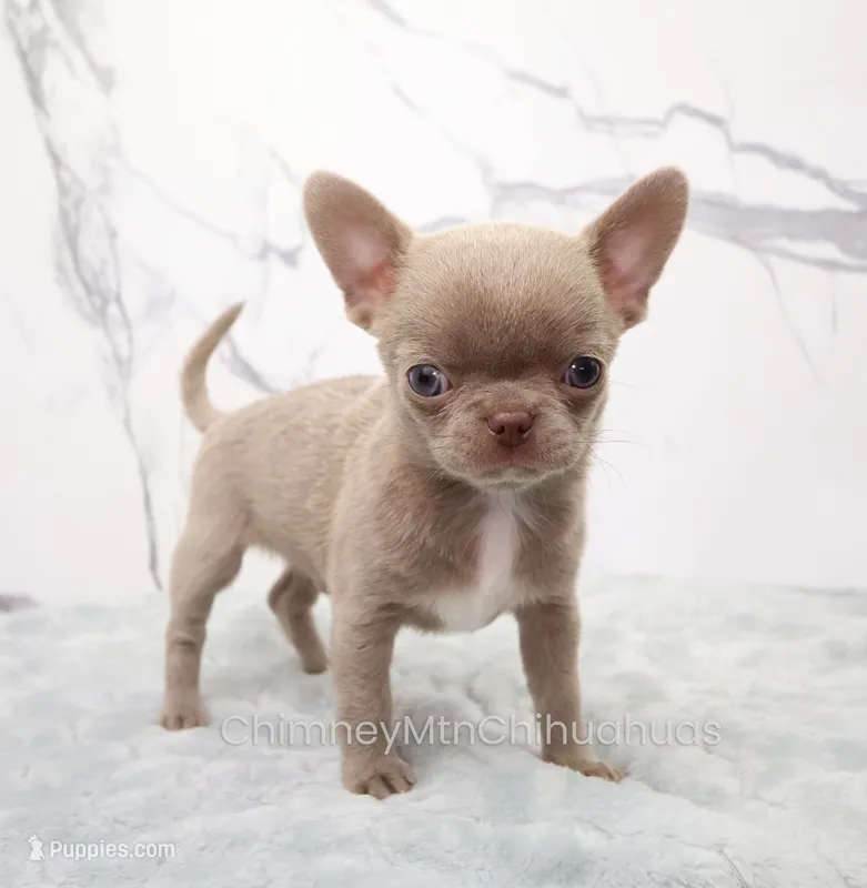 Unborn Litter- AKC – Chihuahua puppy for sale in Muskogee, OK