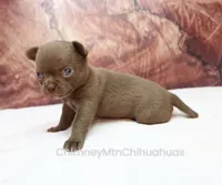 AKC AGNES, a female Chihuahua for sale in Muskogee, OK – 5 of 10