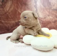AKC EDITH, a female Chihuahua for sale in Muskogee, OK – 4 of 10