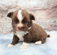 AKC HUCK, a male Chihuahua for sale in Muskogee, OK – 4 of 10
