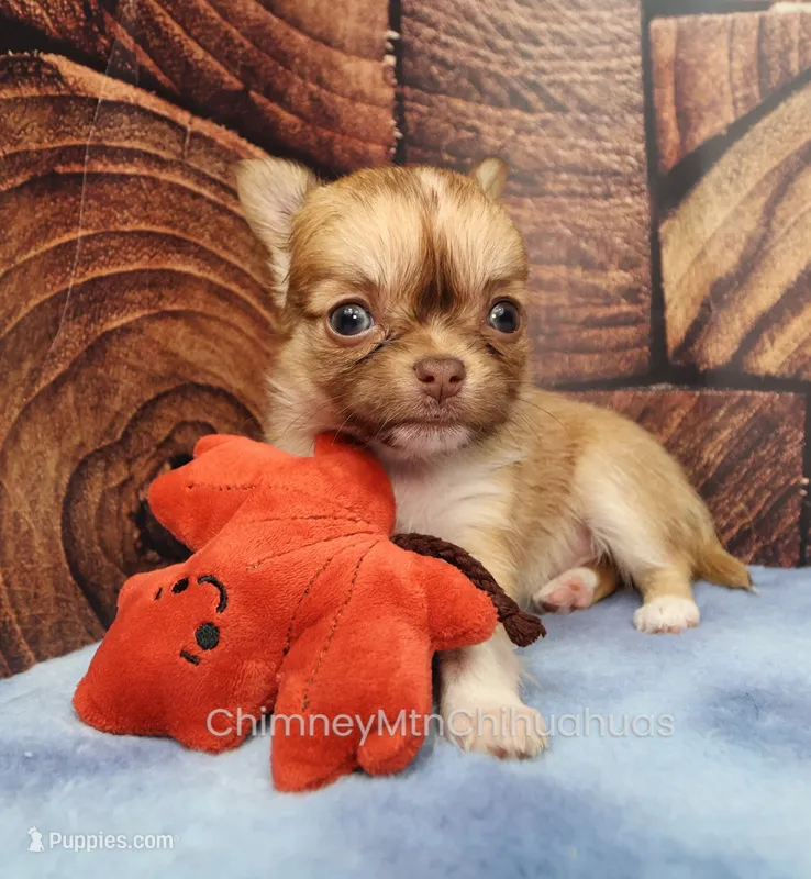 AKC ILANA – Chihuahua puppy for sale in Muskogee, OK