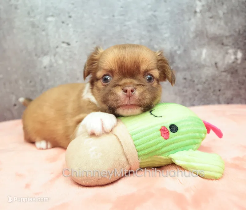 AKC PIP – Chihuahua puppy for sale in Muskogee, OK