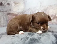 AKC NUTMEG, a female Chihuahua for sale in Muskogee, OK – 7 of 10