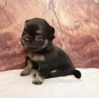 AKC PEPITA, a female Chihuahua for sale in Muskogee, OK – Photo 2 of 10