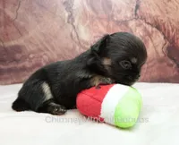 AKC PEPITA, a female Chihuahua for sale in Muskogee, OK – Photo 6 of 10
