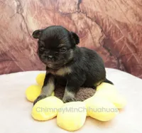 AKC PEPITA, a female Chihuahua for sale in Muskogee, OK – Photo 5 of 10