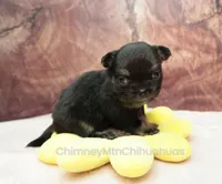 AKC PEPITA, a female Chihuahua for sale in Muskogee, OK – Photo 8 of 10